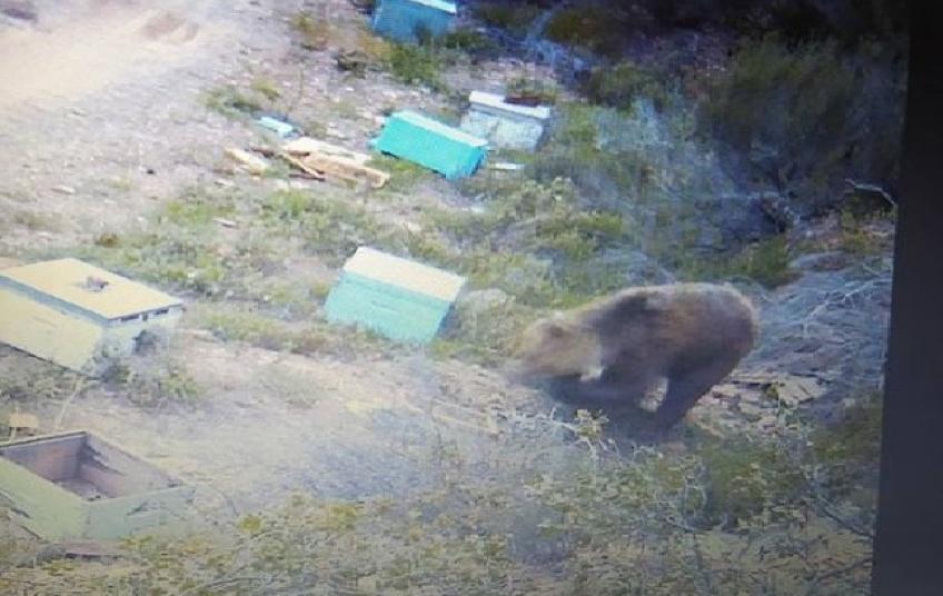 Αρκούδα στη Χαλκιδική «σαρώνει» τα μελίσσια - Ανάστατοι κάτοικοι και παραγωγοί