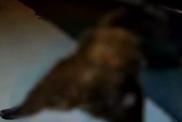 Σιάτιστα: Αυτοκίνητο παρέσυρε και σκότωσε αρκούδα