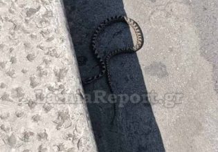 Φίδι έκοβε βόλτες σε κεντρική πλατεία της Λαμίας