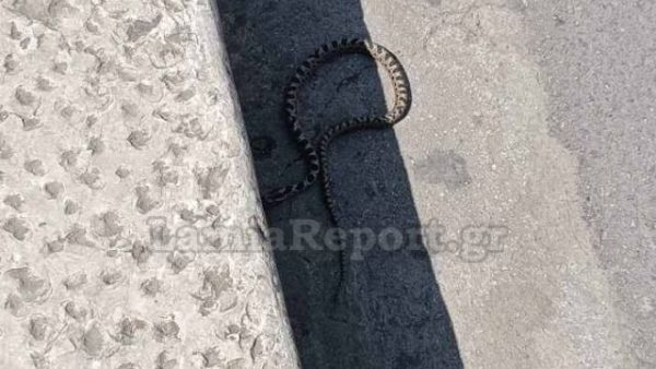 Φίδι έκοβε βόλτες σε κεντρική πλατεία της Λαμίας