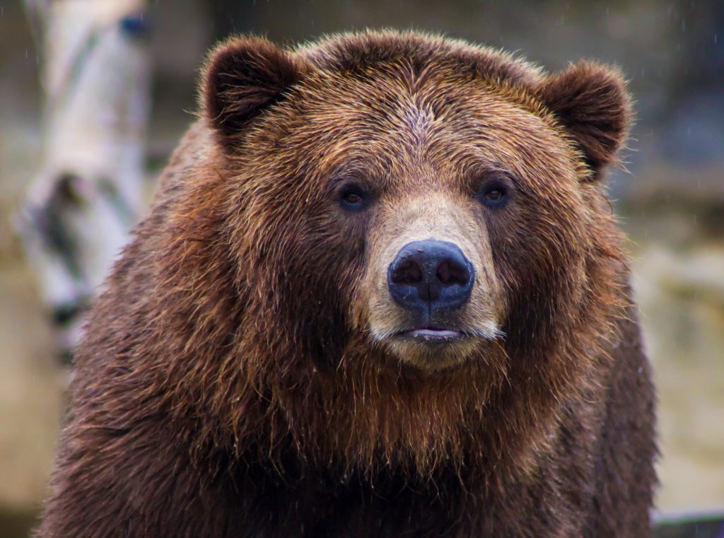 Αρκούδα εμφανίστηκε στη Θεσσαλονίκη: Άφησε πατημασίες ανάμεσα σε σπίτια