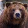 Αρκούδα εμφανίστηκε στη Θεσσαλονίκη: Άφησε πατημασίες ανάμεσα σε σπίτια