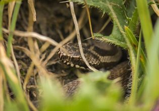 Οχιά στη Θεσσαλονίκη: «Είναι εθελόντρια, όχι ερπετολόγος» ξεκαθαρίζει η μητέρα της 39χρονης