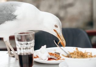 Λαίμαργοι γλάροι ζηλεύουν αυτό που τρώνε οι άνθρωποι