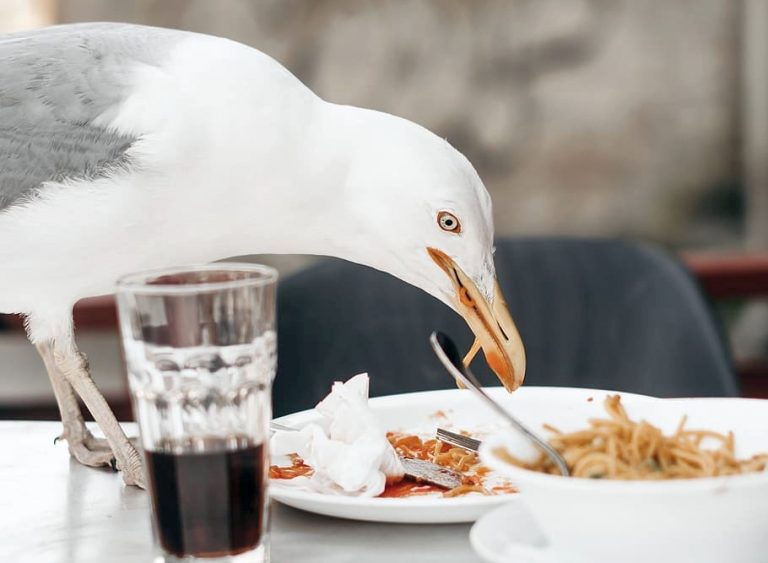 Λαίμαργοι γλάροι ζηλεύουν αυτό που τρώνε οι άνθρωποι