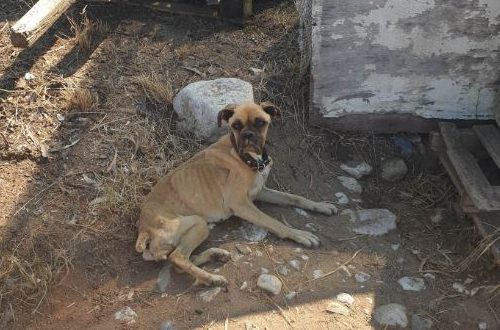 Κακοποίηση ζώων: Σκύλος βρέθηκε σκελετωμένος και αλυσοδεμένος – Συγκλονίζουν οι εικόνες
