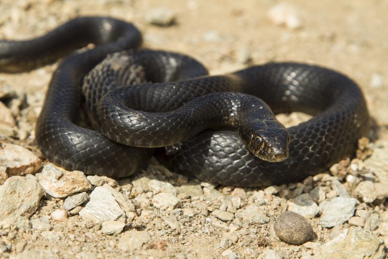 Ένα φίδι στον κόρφο μας