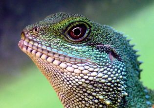 Κίνα: Η ραγδαία ανάπτυξη σπρώχνει την πανίδα στην εξαφάνιση