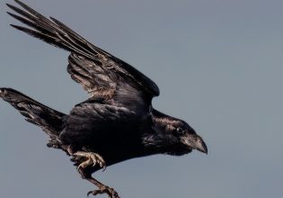 Τα κοράκια έχουν γίνει ο απόλυτος τρόμος στη Βουδαπέστη – Καθημερινές επιθέσεις σε πολίτες