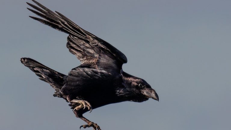 Τα κοράκια έχουν γίνει ο απόλυτος τρόμος στη Βουδαπέστη – Καθημερινές επιθέσεις σε πολίτες