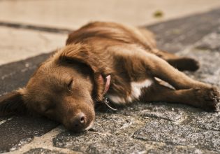 Ανήλικος κακοποίησε μικρό σκύλο στις Σέρρες – Σοκαριστικό βίντεο