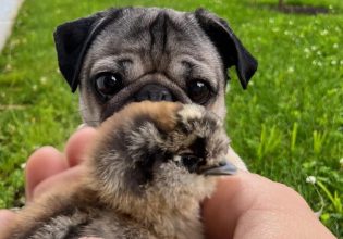 Σκυλίσια ζωή: Τετράποδοι influencer που «βάζουν κάτω» τις Καρντάσιαν!