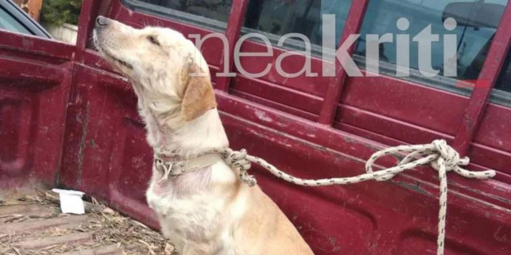 Κακοποίηση ζώου στην Κρήτη: Οδηγός έδεσε ασφυκτικά σκυλάκι σε καρότσα, το βρήκαν σε άθλια κατάσταση