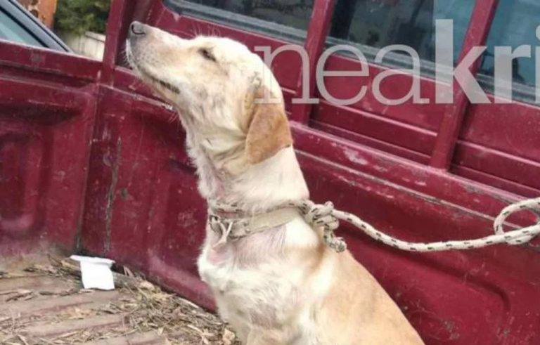 Κακοποίηση ζώου στην Κρήτη: Οδηγός έδεσε ασφυκτικά σκυλάκι σε καρότσα, το βρήκαν σε άθλια κατάσταση