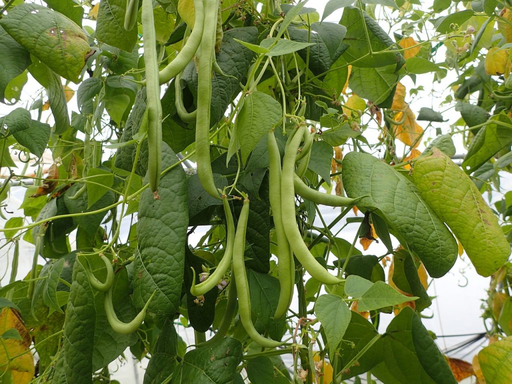 Φασολάκι: Πώς να αντιμετωπίσετε τις προσβολές στις θερμοκηπιακές καλλιέργειες