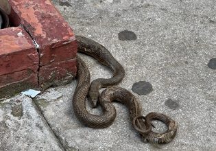 Φίδι προκάλεσε πανικό στο Αγρίνιο