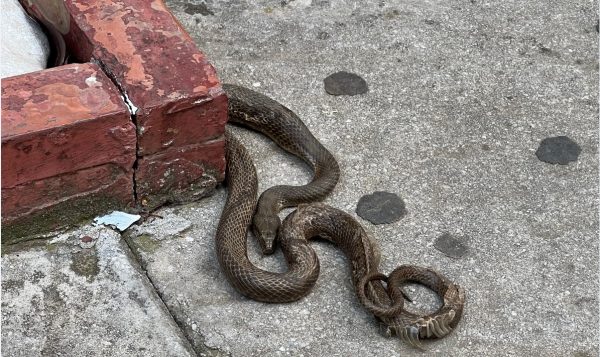 Φίδι προκάλεσε πανικό στο Αγρίνιο