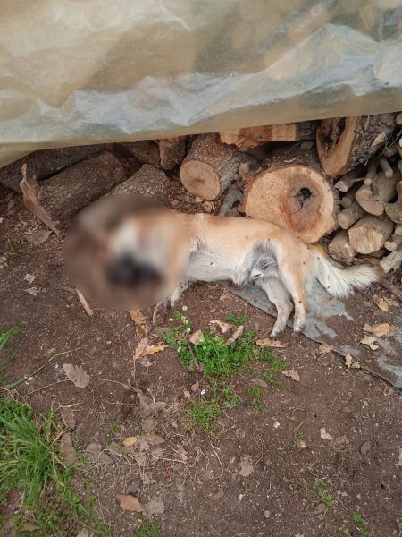 Κτηνωδία στο Αγρίνιο: Ασυνείδητοι έριξαν φόλες σε γάτες και σκυλιά