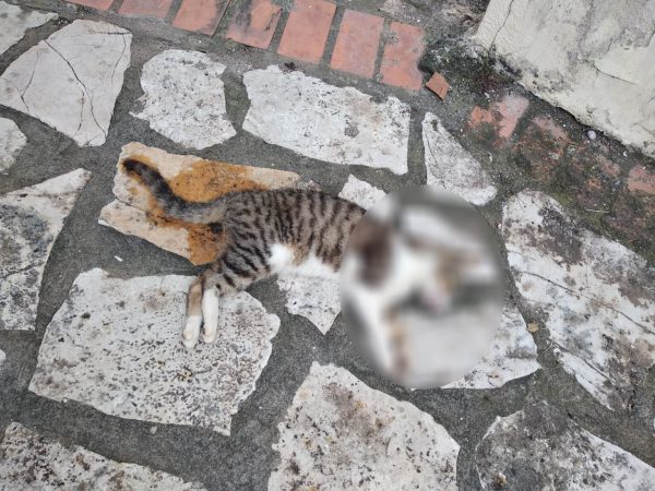Κτηνωδία στο Αγρίνιο: Ασυνείδητοι έριξαν φόλες σε γάτες και σκυλιά