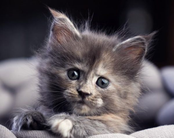 Κτηνωδία στη Λάρισα – Εριξαν φόλες σε γάτες και περιστέρια