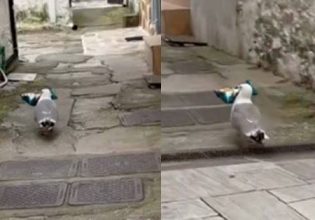 Γλάρος στη Θάσο έχει «ταράξει» περίπτερο στις κλοπές – Δείτε βίντεο