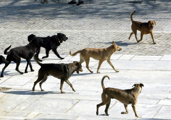 Καταφύγιο για τα αδέσποτα ζώα συντροφιάς κατασκευάζεται στην Ηλιούπολη