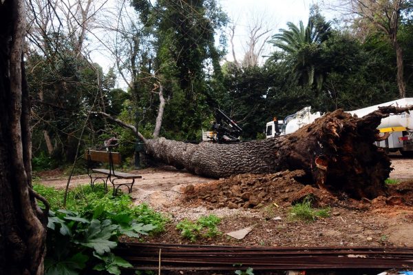 Πτώση δέντρου στη Θεσσαλονίκη: Εξιτήριο για τον 18χρονο – «Ευτύχημα που δεν έγινε κάτι χειρότερο»