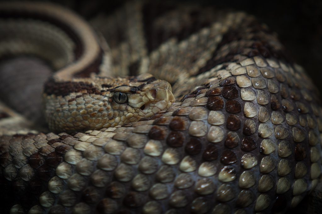 Φίδια στην Ελλάδα: Ποια είναι επικίνδυνα – Τι να κάνετε αν σας δαγκώσουν