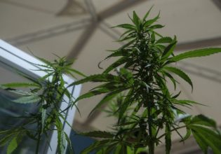 Ναρκωτικά στην Κρήτη: Εκατοντάδες δενδρύλλια κάνναβης σε θερμοκήπια με φασολιές