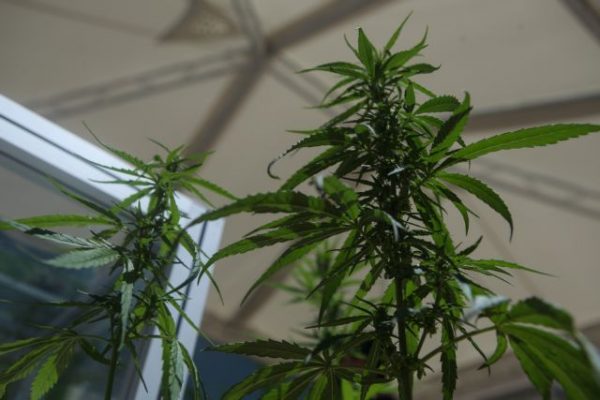 Ναρκωτικά στην Κρήτη: Εκατοντάδες δενδρύλλια κάνναβης σε θερμοκήπια με φασολιές