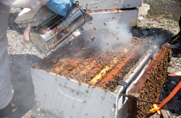 Μελισσοκομία: Πώς χρησιμοποιείται ο καπνός στις εργασίες στα μελίσσια