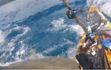 Βίντεο - σοκ στη Χαβάη: Η στιγμή που καρχαρίας επιτίθεται σε αλιευτικό - Η απίστευτη αντίδραση του ψαρά