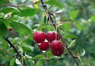 Κερασιά: Προβληματίζουν οι πτήσεις της Μύγας της Ασίας