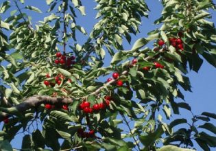 Κερασιά: Ξεκίνησαν οι πτήσεις της Ραγολετίδας και της Μύγας της Ασίας