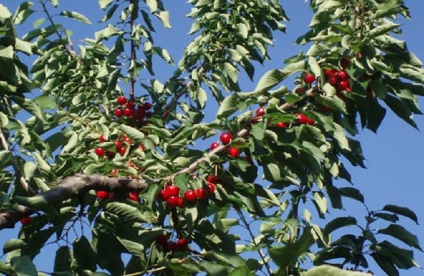 Κερασιά: Ξεκίνησαν οι πτήσεις της Ραγολετίδας και της Μύγας της Ασίας