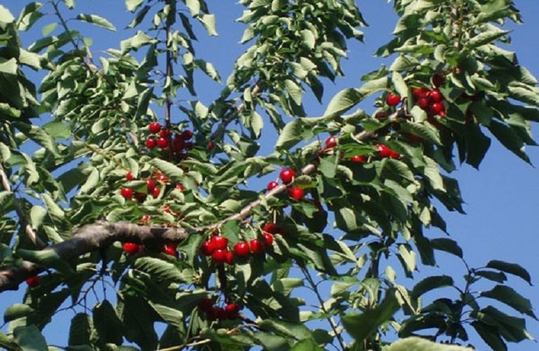 Κερασιά: Ξεκίνησαν οι πτήσεις της Ραγολετίδας και της Μύγας της Ασίας