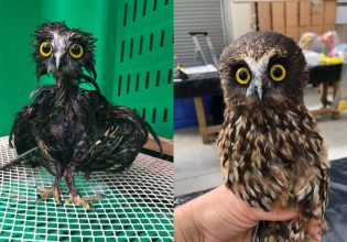 Μικρή κουκουβάγια διασώζεται και γίνεται viral