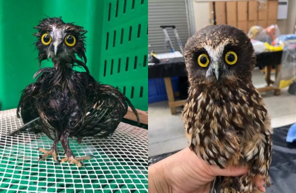 Μικρή κουκουβάγια διασώζεται και γίνεται viral