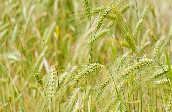 Συνδεδεμένες: Τι θα ισχύσει με τις ενισχύσεις κτηνοτροφικών φυτών