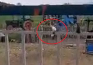 Θεσσαλονίκη: 87χρονος χτυπάει με μανία τον σκύλο του – Κατατέθηκε μήνυση εις βάρος του