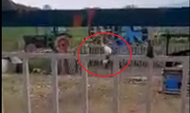 Θεσσαλονίκη: 87χρονος χτυπάει με μανία τον σκύλο του – Κατατέθηκε μήνυση εις βάρος του