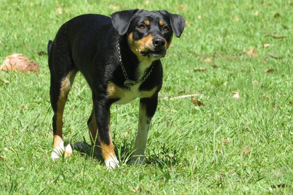 Αδέσποτο σκυλί επιτέθηκε σε ανήλικο στην Εύβοια – Στο αυτόφωρο ένας πατέρας που επενέβη για να το προστατέψει