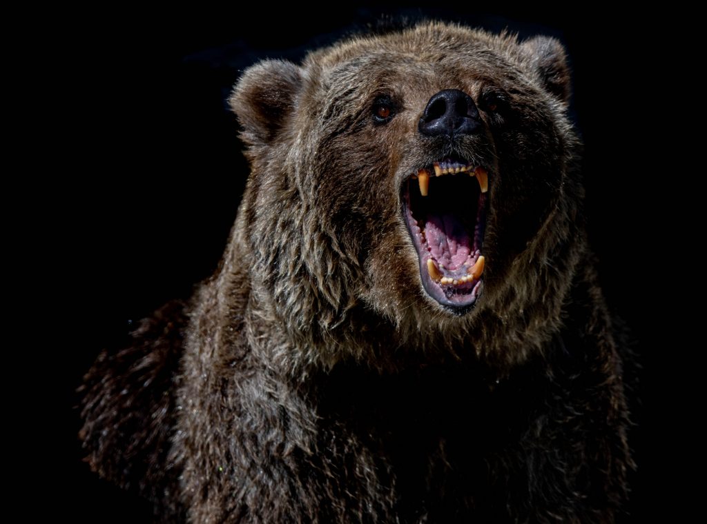 Ιταλία: Δικαστήριο σκοπεύει να θανατώσει αρκούδα που σκότωσε δρομέα – Αναζητούν εναλλακτικές