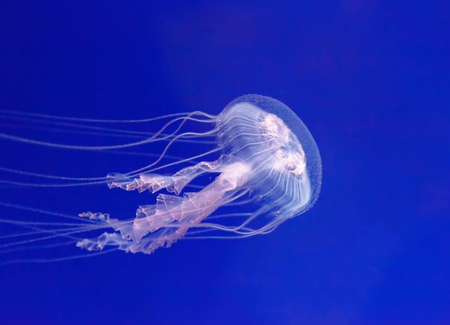 Purple jellyfish make early debut on Greek beaches