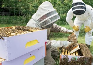 Μελισσοκομία: Αλλαγές στη διαδικασία συμμετοχής στα νέα προγράμματα