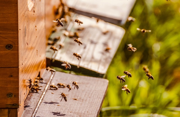 Μέλισσες: Πώς συμβάλλουν στη διασφάλιση της επισιτιστικής ασφάλειας