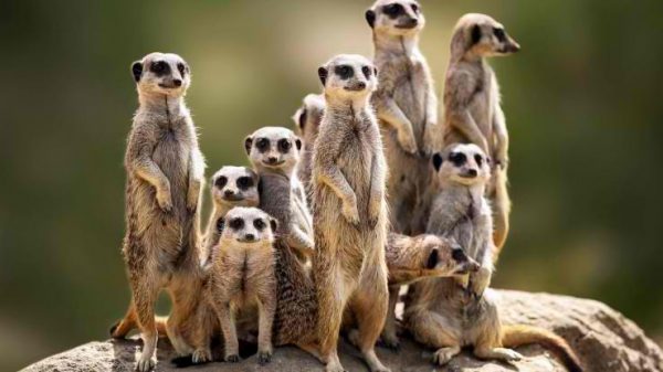 Οι χοροί των μελισσών