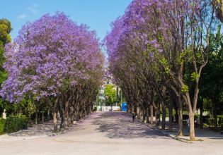 «Δεν τραυματίστηκε κανείς»: Τι απαντούν οι αρμόδιες Αρχές για το κλαδί που έπεσε στο Ζάππειο