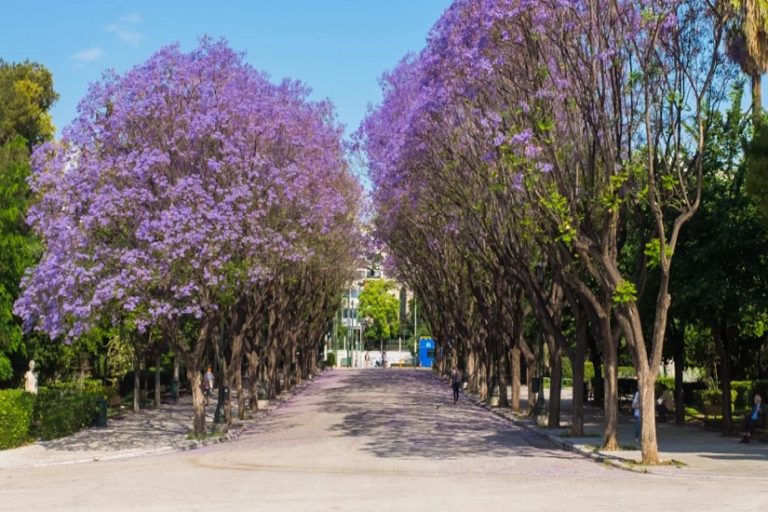 «Δεν τραυματίστηκε κανείς»: Τι απαντούν οι αρμόδιες Αρχές για το κλαδί που έπεσε στο Ζάππειο