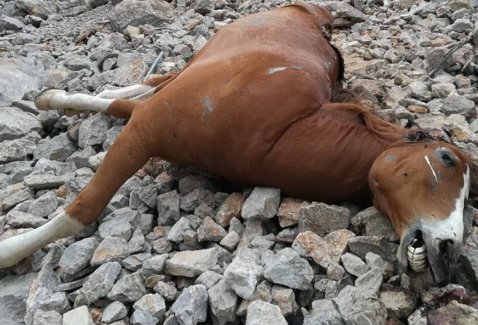 Πάρνηθα: Εντοπίστηκαν νεκρά δύο άλογα σε δυσπρόσιτο γκρεμό